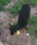 Beránek Quessant nar. 16.4.2025