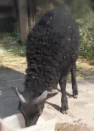 Beránek Quessant nar. 16.4.2025