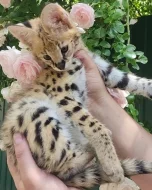 serval a karakal s roztomilou savanou