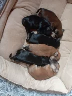 Havanský psík s PP.