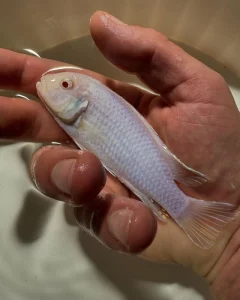 Největší výběr Afrických cichlid na jihu Čech