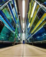 Největší výběr Afrických cichlid na jihu Čech