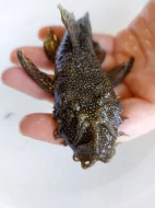 Největší výběr Afrických cichlid na jihu Čech