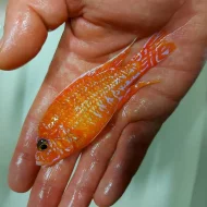 Největší výběr Afrických cichlid na jihu Čech