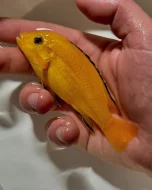 Největší výběr Afrických cichlid na jihu Čech