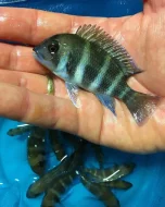 Největší výběr Afrických cichlid na jihu Čech