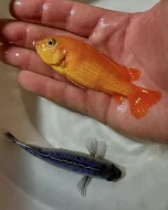 Největší výběr Afrických cichlid na jihu Čech
