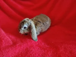 Nabízím zakrslé králíčky- beránky s rex gen