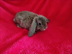 Nabízím zakrslé králíčky- beránky s rex gen