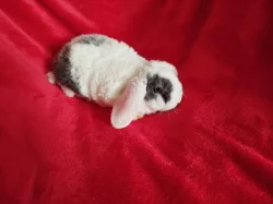 Nabízím zakrslé králíčky- beránky s rex gen