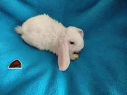 Nabízím zakrslé králíčky- beránky s rex gen