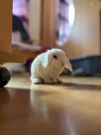 Nabízím zakrslé králíčky- beránky s rex gen