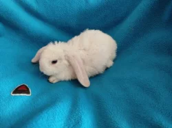 Nabízím zakrslé králíčky- beránky s rex gen