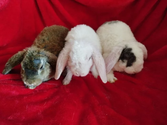 Nabízím zakrslé králíčky- beránky s rex gen