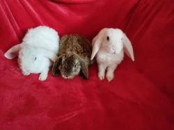 Nabízím zakrslé králíčky- beránky s rex gen