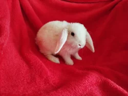 Nabízím zakrslé králíčky- beránky s rex gen