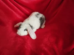 Nabízím zakrslé králíčky- beránky s rex gen