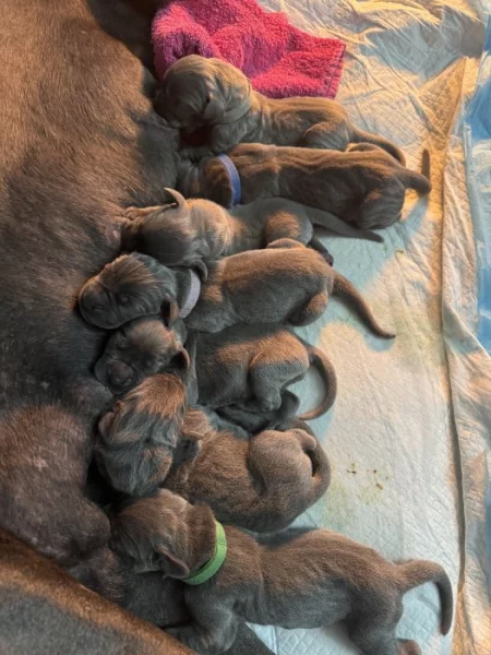 Německá doga modrá