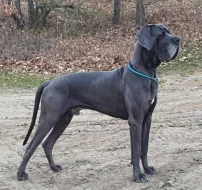 Německá doga modrá