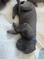 Německá doga modrá