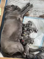 Německá doga modrá