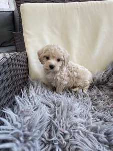Maltipoo