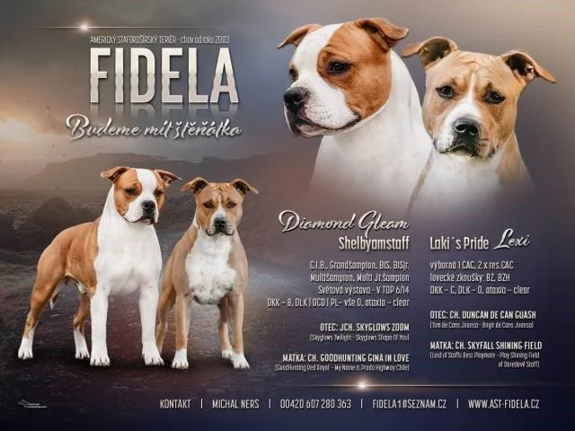 Americký stafordšírský teriér