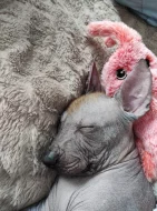 Peruánský naháč 1,5 roku s PP