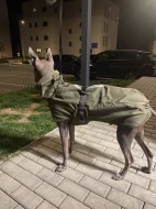 Peruánský naháč 1,5 roku s PP