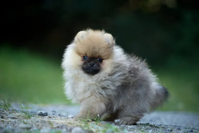 Pomeranian s PP
