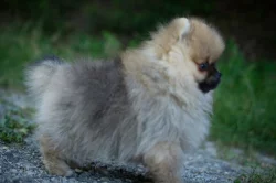 Pomeranian s PP