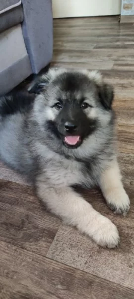 Vlčí špic s PP - FENKY