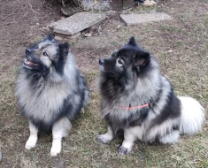 Vlčí špic s PP - FENKY