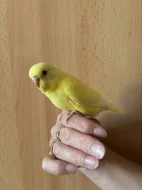 Prodám mladé andulky po vylétnutí z budky