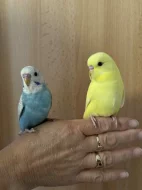 Prodám mladé andulky po vylétnutí z budky