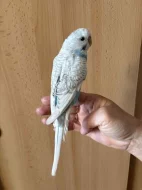 Prodám mladé andulky po vylétnutí z budky