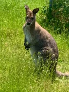 Prodám samečka klokana Bennettova Wallaby