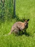 Prodám samečka klokana Bennettova Wallaby