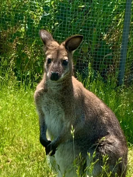 Prodám samečka klokana Bennettova Wallaby