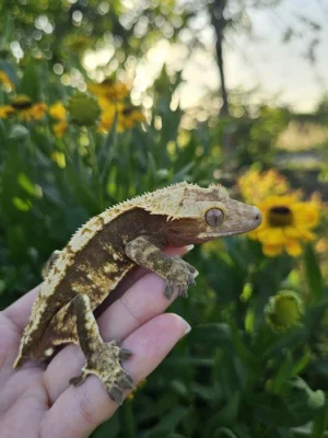 Pagekon řasnatý / ciliatus