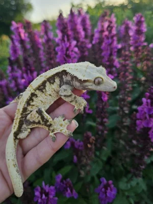 Pagekon řasnatý / ciliatus