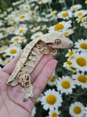 Pagekon řasnatý / ciliatus
