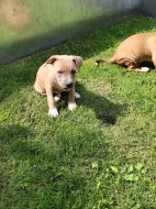 Štěňátka pitbulla