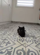 Černý kocourek kotě