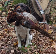 Malý munsterlandský ohař štěňata s PP po lovecky vedených rodičích