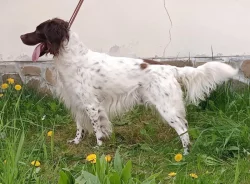 Malý munsterlandský ohař štěňata s PP po lovecky vedených rodičích