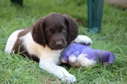 Malý munsterlandský ohař štěňata s PP po lovecky vedených rodičích
