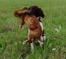 Malý munsterlandský ohař štěňata s PP po lovecky vedených rodičích