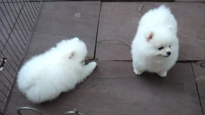 Štěňata pomeranského ovčáka