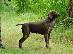 Německý krátkostrstý ohař s PP - otec čerstvý klubový vítěz
